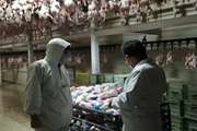 تولید 788 تن گوشت تحت شرایط بهداشتی از آغاز طرح تشدید نظارت تا کنون در شهرستان قوچان